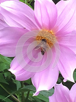 Flower and bee kissing each other