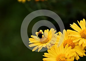 Flower bee nature insect pollen plant petal summer pollination flower head honey macrophotography