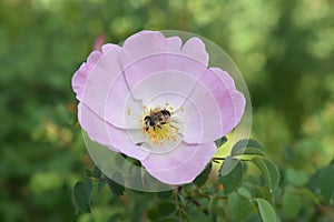Flower Bee Nector Petals Sepals photo