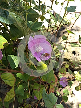 Bee Flower Pollen