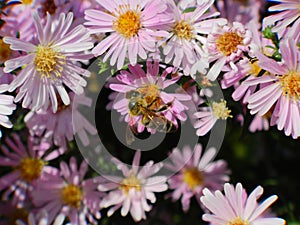 a flower and a bee, pollination :& x29;