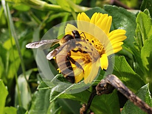 Flower and bee