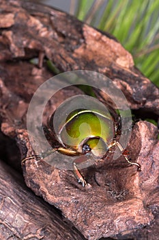 Flower Beetle (Anomala dimidiata)