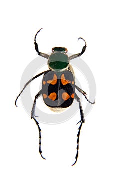 Flower beetle on the white background