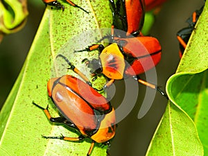 Flower Beetles - Queensland