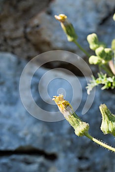 Flower beginning to bloom