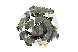 Flower begonia Dark Mambo isolated on white background