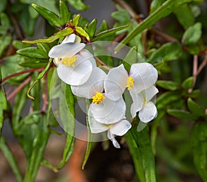 Flower of the Begonia dregei. Botanical Garden, KIT Karlsruhe, Germany, Europe