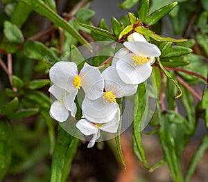 Flower of the Begonia dregei. Botanical Garden, KIT Karlsruhe, Germany, Europe