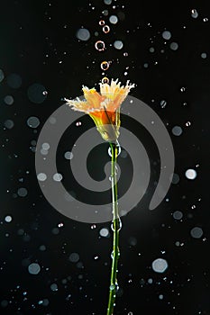 A flower is being drenched in water