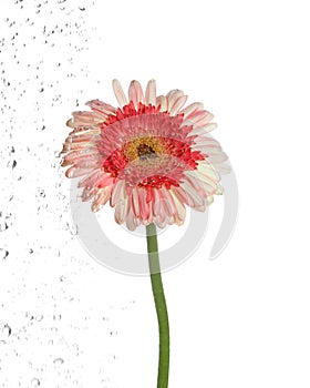 Flower being irrigate isolated photo