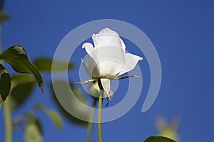 Flower bench in the garden with blue sky