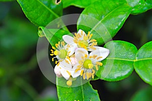 Flower of bergamot fruits on tree