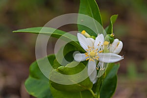 Flower of bergamot fruits on tree