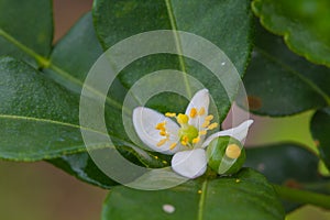 Flower of bergamot fruits on tree