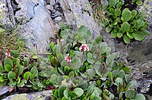Flower Bergenia crassifolia photo