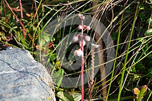 Flower Bergenia crassifolia photo