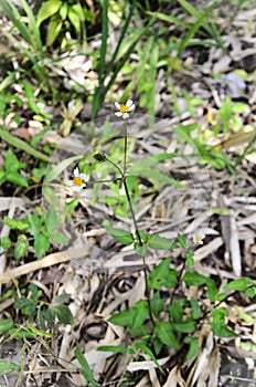 The flower of Bidens pilosa in the bush photo