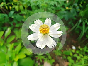 The flower of bidens pilosa plant or black-jack, cobblers pegs