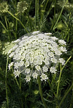 Flower of biennial herbaceous plant wild carrot