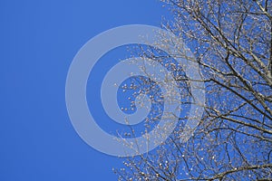 flower on the big tree in spring of season change tiem with blue sky
