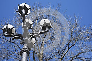 flower on the big tree in spring of season change tiem with blue sky with decorate electric pole in the garden