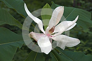 Bigleaf magnolia flower photo