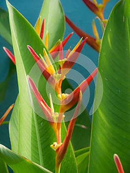 Flower - bird of paradise