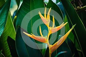 Flower Bird of paradise Strelitzia Reginae blossom in botanic garden