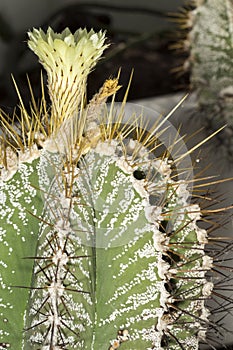 Flower of a bishop's cap cactus, Astrophytum ornatum photo