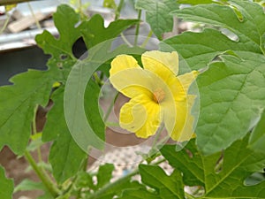 Flower of Bittermelon vegetable