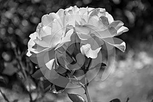 Flower in black and white 2