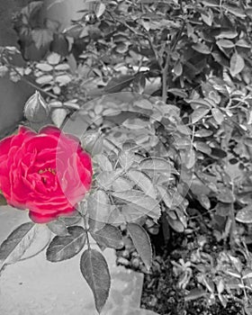 Flower ,black  and  white,colour splash images, beautiful  picture