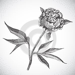 Flower. Black and white Dotwork