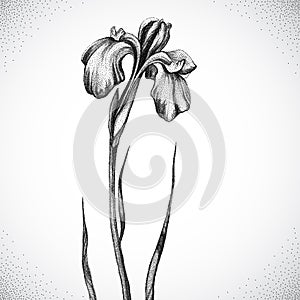 Flower. Black and white Dotwork