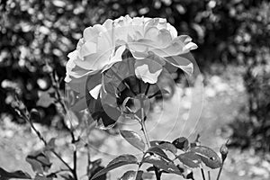 Flower in black and white 3