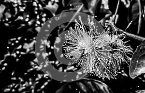 Flower in blackandwhite