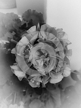 Flower, blackandwhite, gray photo