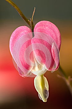 Flower of Bleeding Heart