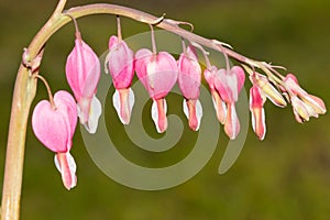 Flower bleeding heart