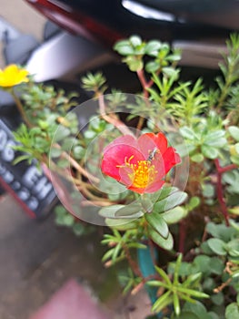 Flower blom with the bug