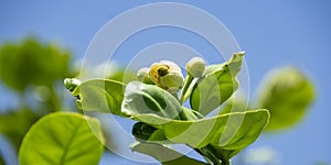 Flower of the blomming grapefruit