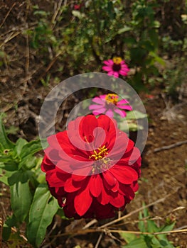 Flower in bloom photo