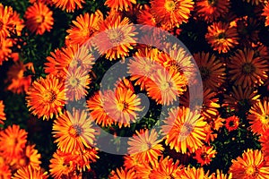 Orange flowers bloom and fade background