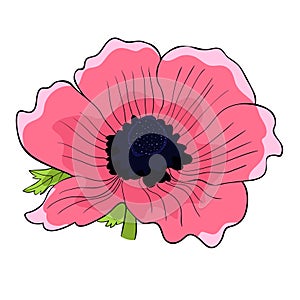 The flower bloom japanese anemone. vector illustration