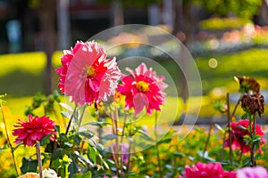 Flower bloom. Red Dahlia Blooming in the garden. colorful flower in the garden