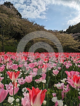 Flower Bloom Shizuoka Hamamatsu Japan Spring