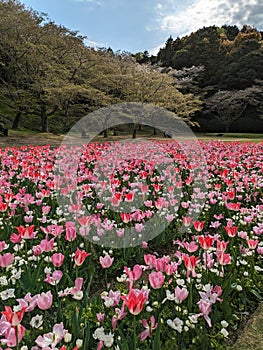 Flower Bloom Shizuoka Hamamatsu Japan Spring