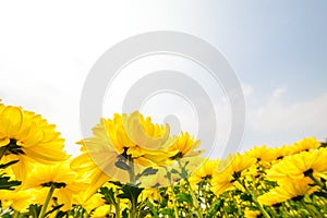 Flower blooming background wallpaper