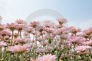 Flower blooming background wallpaper